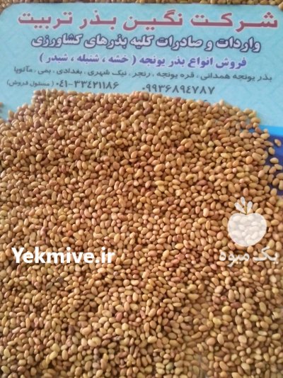 فروش بذر یونجه و علوفه پایه بلند در شیراز در گروه خرید فروش بذر - انواع محصول کشاورزی گوجه کتان میوه درخت در یکمیوه -عکس2