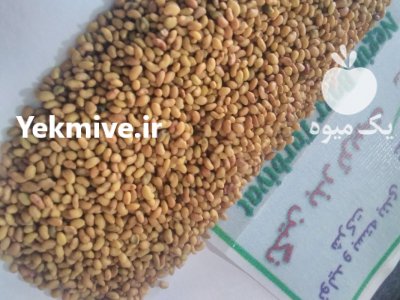 فروش بذر یونجه و علوفه پایه بلند در شیراز در گروه خرید فروش بذر - انواع محصول کشاورزی گوجه کتان میوه درخت در یکمیوه -عکس3