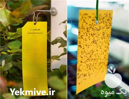 فروش کارت و نوار جذب حشره در تهران در گروه خرید فروش لوازم باغبانی - خرید فروش نو دست دوم در یکمیوه -عکس1