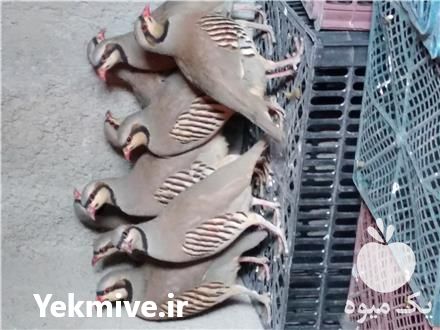 فروش کبک بالغ مولد در تهران در گروه انواع پرنده - زینتی عروس هما مینا طوطی مرغ عشق در یکمیوه -عکس1