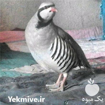 فروش مزرعه پرورش کبک شفیع در شهریار در گروه انواع تخم ها - مرغ بوقلمون پرنده عمده کشاورزی در یکمیوه -عکس1