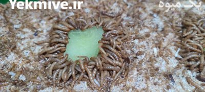 میلورم زنده و خشک در ارومیه در گروه سایر محصولات دام و طیور در یکمیوه -عکس1