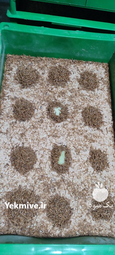 میلورم زنده و خشک در ارومیه در گروه سایر محصولات دام و طیور در یکمیوه -عکس2