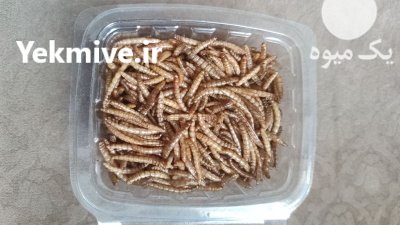 میلورم زنده و خشک در ارومیه در گروه سایر محصولات دام و طیور در یکمیوه -عکس4