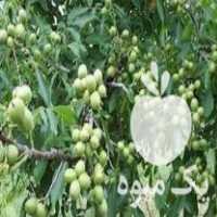 فروش نهال گردو در خوی در گروه خرید فروش نهال - انواع گردو پسته بادام سلطانی انگور در یکمیوه