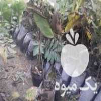 فروش عمده نهال گردو پکان آمریکایی در خوی در گروه خرید فروش نهال - انواع گردو پسته بادام سلطانی انگور در یکمیوه