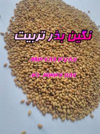فروش بذر یونجه و علوفه پایه بلند در شیراز در گروه خرید فروش بذر - انواع محصول کشاورزی گوجه کتان میوه درخت در یکمیوه