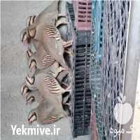 فروش کبک 3 الی 4 ماهه نر و ماده در شهریار در گروه انواع پرنده - زینتی عروس هما مینا طوطی مرغ عشق در یکمیوه