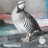 فروش مزرعه پرورش کبک شفیع در شهریار در گروه انواع تخم ها - مرغ بوقلمون پرنده عمده کشاورزی در یکمیوه