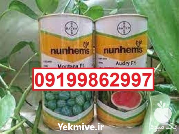 بذر هندوانه مونتانا پرفروش اصل با کیفیت در یزد در گروه خرید فروش بذر - انواع محصول کشاورزی گوجه کتان میوه درخت در یکمیوه -عکس1