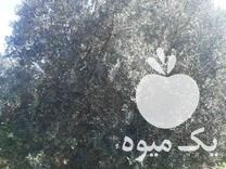 فروش انواع درخت زیتون 5 ساله نهال در آمل در گروه خرید فروش عمده زیتون - سبز سیاه بندری پاکستانی طارم در یکمیوه -عکس1