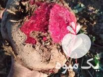 فروش لبو بشقابی شیرین و قرمز در قزوین در گروه خرید فروش عمده لبو - فروش عمده میوه و سبزی در یکمیوه -عکس1