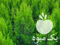 فروش کاج لاوسون گلدونی در قائم شهر در گروه خرید فروش عمده گیاهان زینتی - گرمسیری آپارتمانی باغچه آب در یکمیوه -عکس1