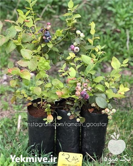 فروش نهال بلوبری در میاندوآب در گروه خرید فروش نهال - انواع گردو پسته بادام سلطانی انگور در یکمیوه -عکس1