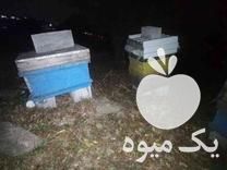 فروش کندوی زنبور عسل در چالوس در گروه زنبورعسل - زنبورداری نوین صنعتی مدرن کندو در یکمیوه -عکس1