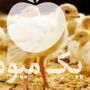 فروش جوجه بوقلمون در تهران در گروه مرغ و خروس و بوقلمون و اردک قو قاز در یکمیوه -عکس1