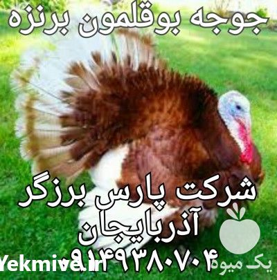 فروش جوجه بوقلمون صنعتی گوشتی در تهران در گروه مرغ و خروس و بوقلمون و اردک قو قاز در یکمیوه -عکس1