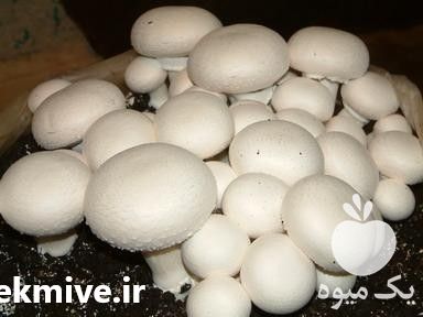 فروش کمپوست پرورش قارچ در تهران در گروه خرید فروش عمده قارچ - دکمه ای خوراکی دارویی پرورشی کوهی در یکمیوه -عکس1