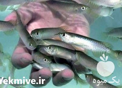 فروش بچه ماهی کپور در تهران در گروه ماهی کپور - ماهیان معمولی علف خوار پرورشی خرید و فروش در یکمیوه -عکس1