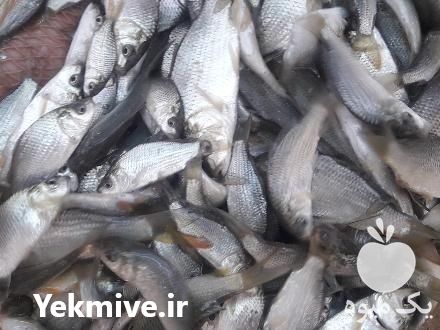 فروش بچه ماهی گرمابی کپور در فسا در گروه انواع ماهی - سالمون شیر کپور قرمز شوریده سفید گوپی مرکب در یکمیوه -عکس1