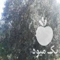 فروش انواع درخت زیتون 5 ساله نهال در آمل در گروه خرید فروش عمده زیتون - سبز سیاه بندری پاکستانی طارم در یکمیوه