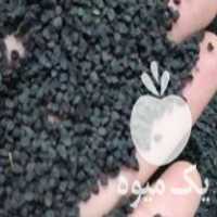 فروش بذر پیاز سفید محلی در بهشهر در گروه خرید فروش عمده پیاز - قرمز سفید زرد ترشی تازه انباری در یکمیوه