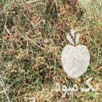 فروش خار شتر در بوئین زهرا در گروه خرید فروش عمده گیاهان دارویی - معطر خشک خواص دار در یکمیوه