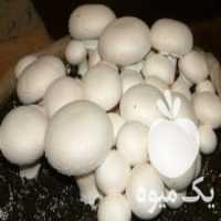 فروش کمپوست قارچ در تهران در گروه خرید فروش عمده قارچ - دکمه ای خوراکی دارویی پرورشی کوهی در یکمیوه