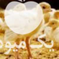 فروش جوجه بوقلمون در تهران در گروه مرغ و خروس و بوقلمون و اردک قو قاز در یکمیوه