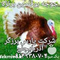 فروش جوجه بوقلمون صنعتی گوشتی در تهران در گروه مرغ و خروس و بوقلمون و اردک قو قاز در یکمیوه