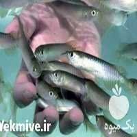 فروش بچه ماهی کپور در تهران در گروه ماهی کپور - ماهیان معمولی علف خوار پرورشی خرید و فروش در یکمیوه