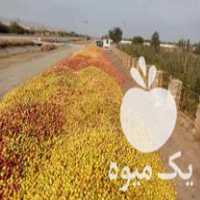 فروش سیب زیر درختی در مهاباد در گروه خرید فروش عمده سیب - زرد و قرمز گلاب پاییزه در یکمیوه
