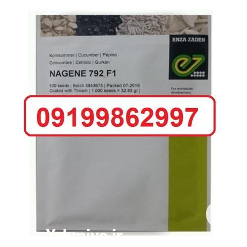 فروش ویژه بذر خیار ناگین در بوشهر در گروه خرید فروش عمده گیاهان زینتی - گرمسیری آپارتمانی باغچه آب در یکمیوه -عکس1