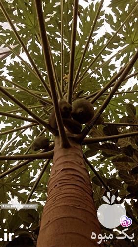 فروش نهال کمیاب در اصفهان در گروه خرید فروش نهال - انواع گردو پسته بادام سلطانی انگور در یکمیوه -عکس1