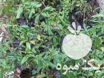 فروش نهال انار ملس ممتاز در بهشهر در گروه خرید فروش نهال - انواع گردو پسته بادام سلطانی انگور در یکمیوه -عکس1