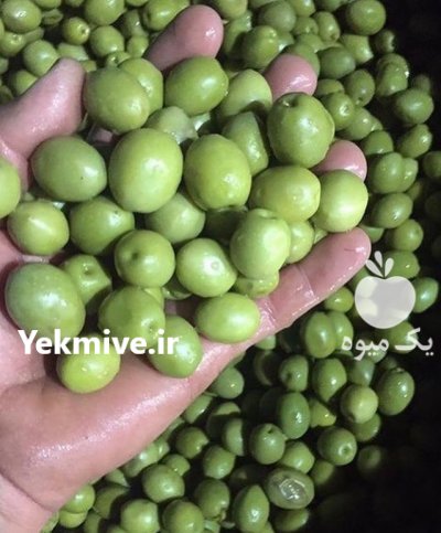 زیتون طارم در زنجان در گروه خرید فروش عمده زیتون - سبز سیاه بندری پاکستانی طارم در یکمیوه -عکس1