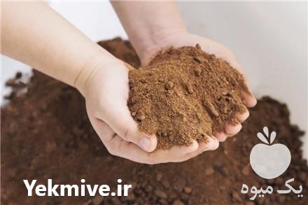 فروش عمده کنجاله کلزا در اصفهان در گروه خرید فروش عمده کلزا - روغنی خوزستان مازندران کاشت دانه در یکمیوه -عکس1