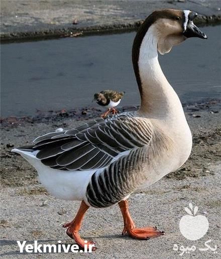 فروش جوجه قوغاز در اصفهان در گروه مرغ و خروس و بوقلمون و اردک قو قاز در یکمیوه -عکس1