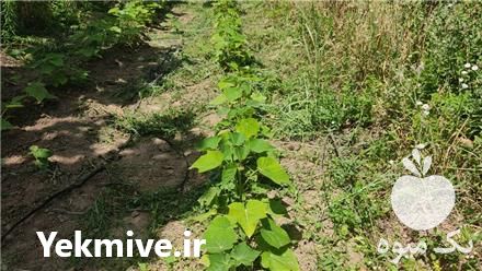 فروش نهال درخت پالونیا در مشهد در گروه خرید فروش نهال - انواع گردو پسته بادام سلطانی انگور در یکمیوه -عکس1