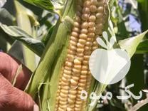 فروش ذرت علوفه دامی در نورآباد در گروه خرید فروش عمده ذرت - بلال مکزیکی علوفه دانه کشاورز در یکمیوه -عکس1