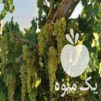 فروش نهالستان انگور انگور بیدانه قهرمانی در میاندوآب در گروه خرید فروش نهال - انواع گردو پسته بادام سلطانی انگور در یکمیوه