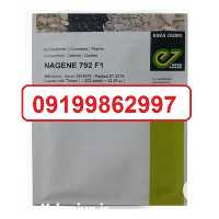 فروش ویژه بذر خیار ناگین در بوشهر در گروه خرید فروش عمده گیاهان زینتی - گرمسیری آپارتمانی باغچه آب در یکمیوه