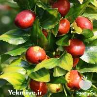 خرید درخت بیدمشک در خوزستان در گروه خرید فروش نهال - انواع گردو پسته بادام سلطانی انگور در یکمیوه