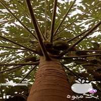 فروش نهال کمیاب در اصفهان در گروه خرید فروش نهال - انواع گردو پسته بادام سلطانی انگور در یکمیوه