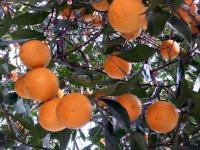 آگهی مشابه فروش مرکبات پرتقال نارنگی بدون واسطه در نور در مازندران در گروه خرید فروش عمده پرتقال - پرتقال رسمی تامسون خونی جنوب در یکمیوه