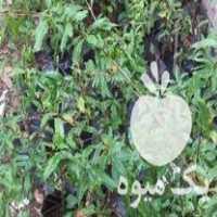 فروش نهال انار ملس ممتاز در بهشهر در گروه خرید فروش نهال - انواع گردو پسته بادام سلطانی انگور در یکمیوه