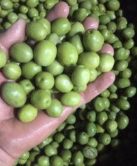 زیتون طارم در زنجان در گروه خرید فروش عمده زیتون - سبز سیاه بندری پاکستانی طارم در یکمیوه