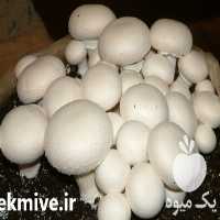 فروش کمپوست آماده قارچ در ارومیه در گروه خرید فروش عمده قارچ - دکمه ای خوراکی دارویی پرورشی کوهی در یکمیوه