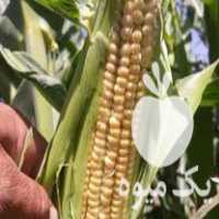 فروش ذرت علوفه دامی در نورآباد در گروه خرید فروش عمده ذرت - بلال مکزیکی علوفه دانه کشاورز در یکمیوه