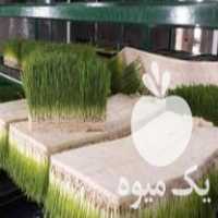 فروش علوفه هیدروپونیک خوراک دام طیور و آبزیان در کرج در گروه خوراک دام و طیور - پرواری شیری علوفه یونجه در یکمیوه